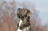 CANE CORSO 700